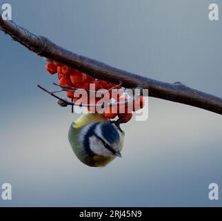 Un piccolo uccello arroccato su un ramo di un albero, con bacche rosse accese raggruppate intorno ad esso Foto Stock