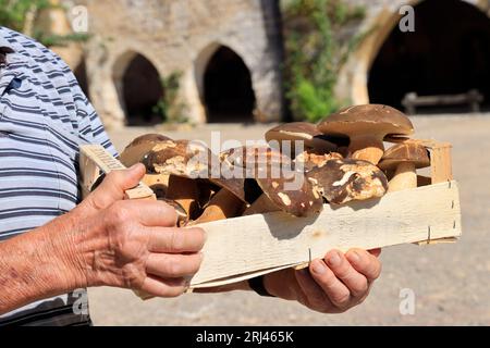 Les célèbres cèpes, champignons incontournables dans la cuisine et la gastronomie du Périgord. Bastide de Monpazier, Périgord, Dordogne, Francia, Europ Foto Stock