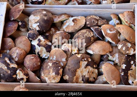 Les célèbres cèpes, champignons incontournables dans la cuisine et la gastronomie du Périgord. Bastide de Monpazier, Périgord, Dordogne, Francia, Europ Foto Stock