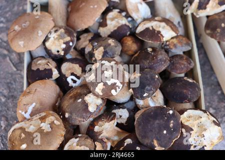 Les célèbres cèpes, champignons incontournables dans la cuisine et la gastronomie du Périgord. Bastide de Monpazier, Périgord, Dordogne, Francia, Europ Foto Stock