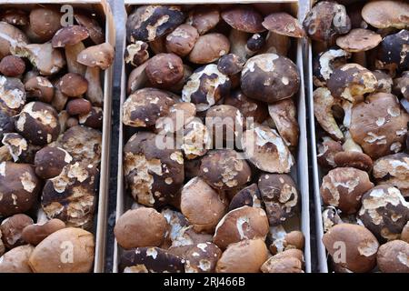 Les célèbres cèpes, champignons incontournables dans la cuisine et la gastronomie du Périgord. Bastide de Monpazier, Périgord, Dordogne, Francia, Europ Foto Stock