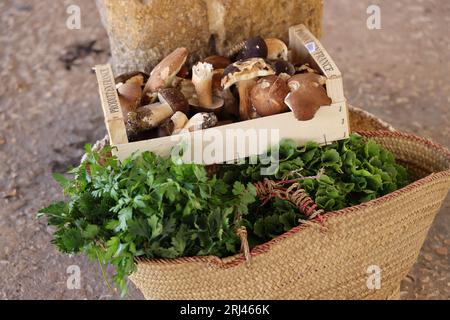 Les célèbres cèpes, champignons incontournables dans la cuisine et la gastronomie du Périgord. Bastide de Monpazier, Périgord, Dordogne, Francia, Europ Foto Stock