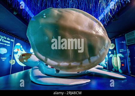 Kélonia, centro di cura delle tartarughe marine sull'isola di Réunion, dedicato alla riabilitazione, alla conservazione e all'educazione sulla protezione della vita marina. Foto Stock