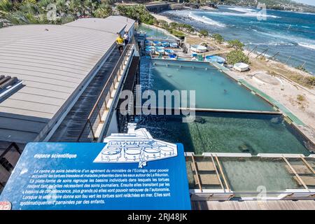Kélonia, centro di cura delle tartarughe marine sull'isola di Réunion, dedicato alla riabilitazione, alla conservazione e all'educazione sulla protezione della vita marina. Foto Stock