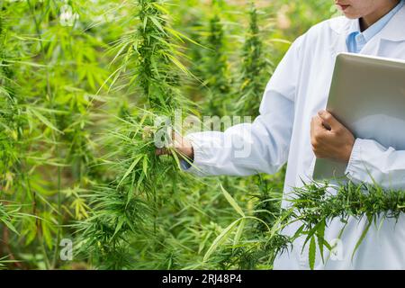Ricerca sulla marijuana, scienziato femminile in un campo di canapa che controlla piante e fiori, concetto di medicina alternativa a base di erbe marijuana. Foto Stock