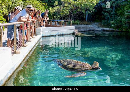 Kélonia, centro di cura delle tartarughe marine sull'isola di Réunion, dedicato alla riabilitazione, alla conservazione e all'educazione sulla protezione della vita marina. Foto Stock