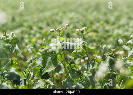 Molti splendidi fiori di grano saraceno che crescono nei campi. Panorama agricolo. Foto Stock