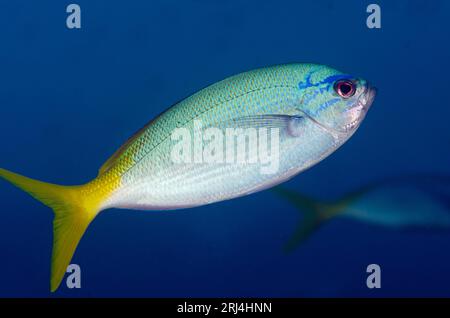 Fusilier dalla coda gialla, Caesio cuning, sito di immersione Mansuar Point East, Yanbuba Island, Dampier Strait, Raja Ampat, West Papua, Indonesia Foto Stock