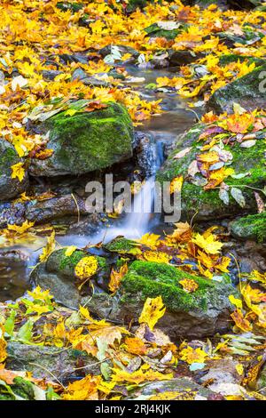 Insenatura con foglie autunnali sdraiate sulla pietra Foto Stock