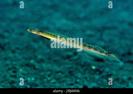 Male Elegant Sand-Diver, Trichonotus elegans, sito di immersione Melasti, Seraya, Karangasem, Bali, Indonesia Foto Stock