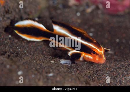 Luppolo di nastro giovanile, Plectorhinchus polytaenia, Scuba Seraya House Reef, Seraya, Karangasem, Bali, Indonesia Foto Stock