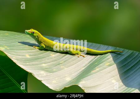 una lucertola verde si siede su una grande foglia e prende il sole Foto Stock