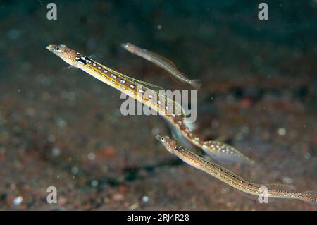 Trio di eleganti Sand-Divers, Trichonotus elegans, su sabbia nera, sito di immersione Pong Pong, Seraya, Bali, Indonesia Foto Stock