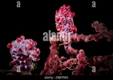 un paio di piccoli cavallucci marini pigmei in corallo gorgoniano rosso Foto Stock
