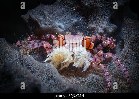 Danzante granchio pugile a Tulamben, Bali, Indonesia Foto Stock