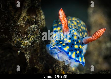 Il coriandoli nudibranca qui molto colorato nello stretto di Lembeh Foto Stock