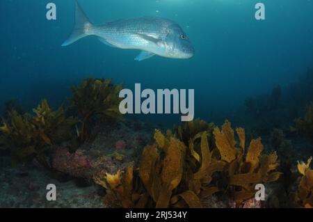 Grande dentice Australasiano Pagrus auratus su una barriera corallina piatta ricoperta da alghe. Località: Leigh nuova Zelanda Foto Stock