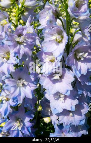 Bright, Blue, Delphinium Magic Fountain 'Sky Blue White Bee' Delphinium, Flower, Larkspur Stock Photo
