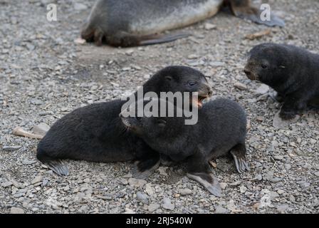 Cuccioli di foca che giocano su una spiaggia Foto Stock