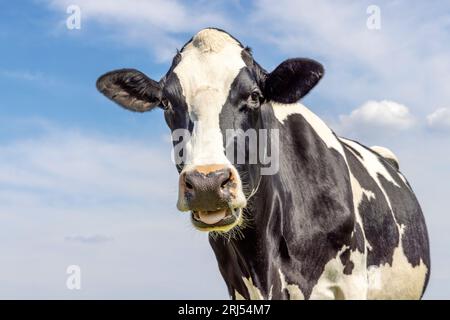 Ritratto di una mucca che muoia, una simpatica masticazione, con fiamme bianche e naso nero e uno sguardo amichevole davanti a un cielo blu Foto Stock