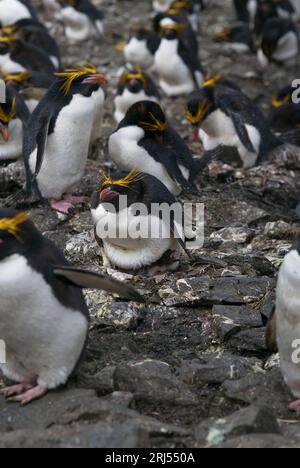 Un pinguino maccheroni con la sua ragazza Foto Stock