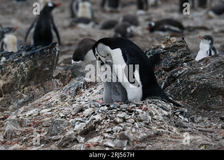 A chinstrap penguin with it's chick Stock Photo