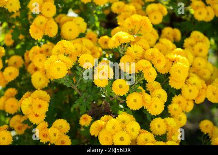 Letto con soffici gialli invernali. Fioritura in autunno. Primo piano dei fiori. Foto Stock