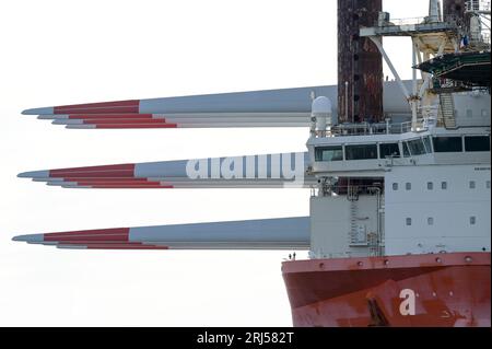 FRANCIA, porto di le Havre, vettore eolico Fred Olsen Brave Tern, un'imbarcazione speciale trasporta turbine eoliche Siemens Gamesa, torre e lama rotante per la costruzione di un parco eolico offshore da 500 MW Fecamp sulla costa della Normandia / FRANKREICH, le Havre Hafen, Spezialschiff Brave Tern mit Siemens Gamesa Windkraftanlagen für den 500 MW Offshore Windpark Fecamp von Électricité de France SA EDF Renewables, Enbridge Inc. und wpd Foto Stock