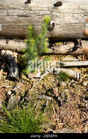 Le piante legnose sono propagate mediante semina o propagazione vegetativa utilizzando parti di radici o germogli, ad esempio mediante talee o colture di meristem. Foto Stock