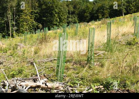 Le piante legnose sono propagate mediante semina o propagazione vegetativa utilizzando parti di radici o germogli, ad esempio mediante talee o colture di meristem. Foto Stock