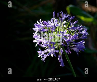 Testa rotonda singola di fiori blu Agapanthus, praecox Agapanthus, originaria dell'Africa, nel giardino australiano. Sfondo nero, spazio di copia. Foto Stock