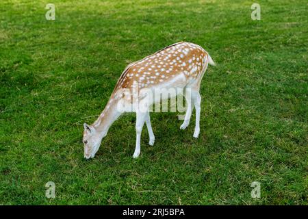 Giovane femmina di cervo che stringe l'erba. Foto Stock