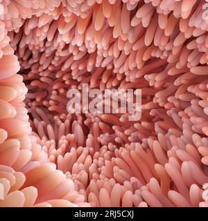 Rappresentazione 3D rappresentazione medicalmente accurata illustrazione di villi intestinali. Microvilli rossi in un organo del tratto intestinale del gastrointestinale Foto Stock