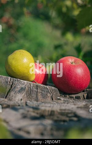 Un primo piano di due mele rosse e una pera posta su un ceppo di alberi Foto Stock