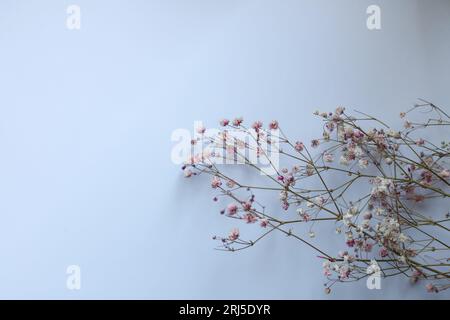 fiori di rosa chiaro su sfondo bianco Foto Stock