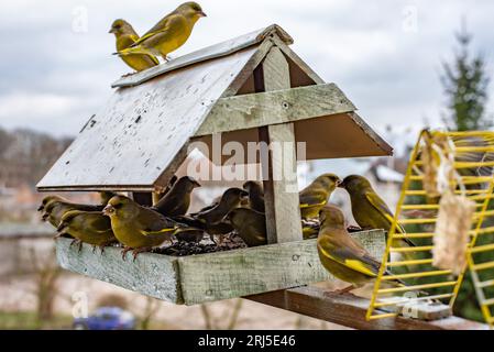 Un gruppo di piccoli uccelli arroccati su una casetta di legno per gli uccelli, che banchettano con il cibo all'interno Foto Stock
