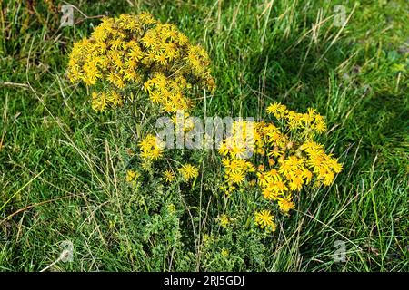 Tansy ragwort (Jacobaea vulgaris, sin. Senecio jacobaea) con fiori gialli in un prato Foto Stock