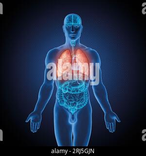 Serie di illustrazioni mediche: Corpo maschile con organi umani. Immagine 4 di 10 Foto Stock