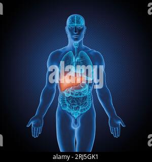 Serie di illustrazioni mediche: Corpo maschile con organi umani. Immagine 6 di 10 Foto Stock