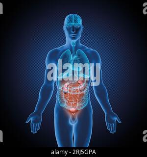 Serie di illustrazioni mediche: Corpo maschile con organi umani. Immagine 8 di 10 Foto Stock