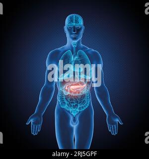 Serie di illustrazioni mediche: Corpo maschile con organi umani. Immagine 9 di 10 Foto Stock