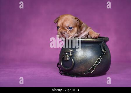 Cucciolo di cane Bulldog francese nel calderone della strega di Halloween su sfondo viola Foto Stock