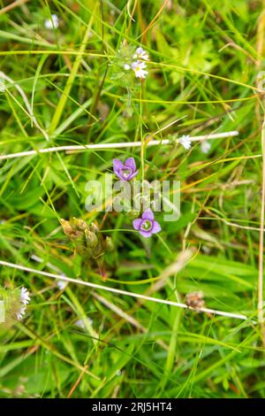 Gentianella campestris cresce a Glen Cannich, Highalnds, Scozia Foto Stock