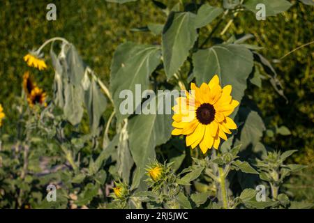 I girasoli che crescono nei campi Foto Stock