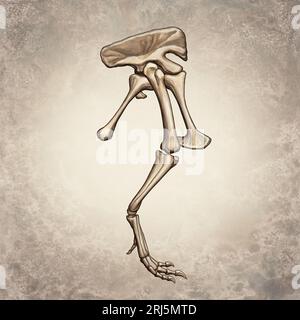 Tyrannosaurus Rex Leg Skeleton Foto Stock
