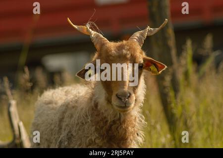 Vista delle pecore ungheresi di racka nel verde del campo Foto Stock