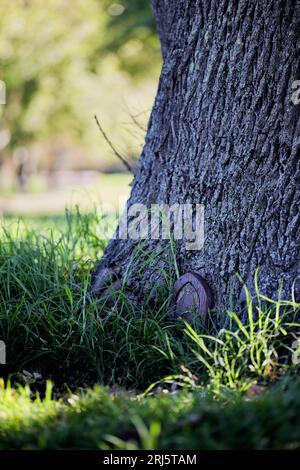 Un grande albero con una piccola porta sul bagagliaio. Foto Stock