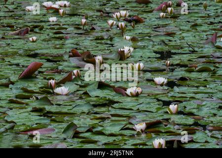 Una tranquilla scena di ninfee galleggianti su un tranquillo corpo d'acqua circondato da lussureggianti piante verdi. Foto Stock