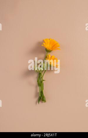 I fiori di Calendula in lievi nature morte minimaliste. Vista dall'alto dei fiori di arancio Marigold. Foto Stock