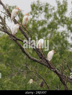 Un gruppo di garzette di bestiame arroccate in cima a rami di alberi in un paesaggio lussureggiante Foto Stock